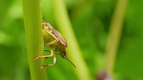 Carpocoris fuscispinus shield bug macro slow motion Video stock 296094864
