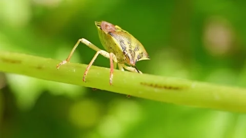 Carpocoris fuscispinus shield bug macro slow motion Video stock 296177501