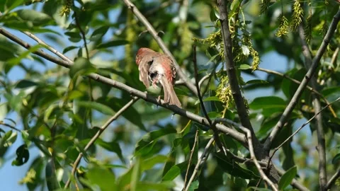 Carpodacus erithrinus bird Stock Footage 278866778