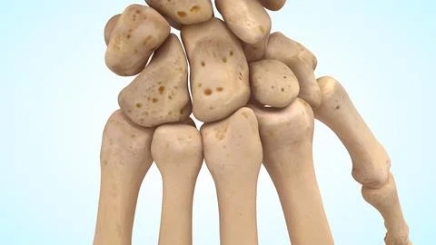 Carpometacarpal joint bones of 3d illustration Illustrazione stock