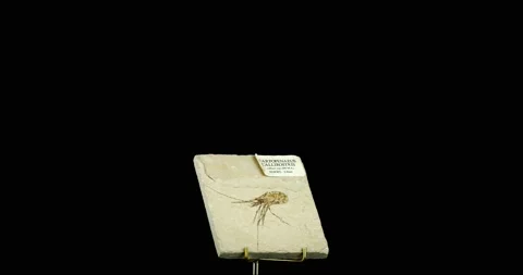 Carpopenaeus Callirostris fossil rotating Stock Footage 237599730