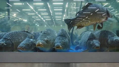 Carps in the aquarium Stock Footage 76254473