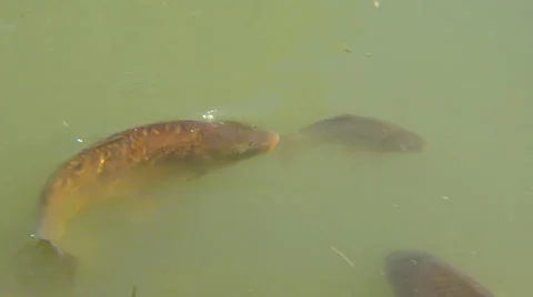 Carps in cloudy water Stock Footage 66205295