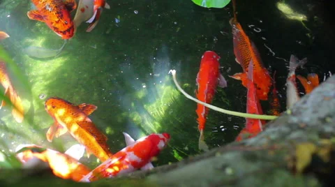 Carps crowding in the pond Stock Footage 47823870