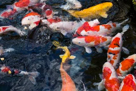 Carps fish Stock Photos