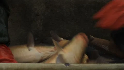 Carps Stock Footage 8948138