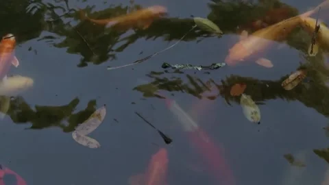 Carps Stock Footage 138670138