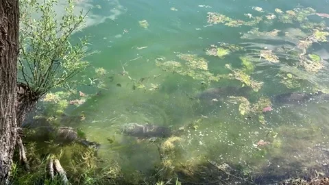 Carps in a lake Stock Footage 291461003