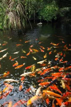 Carps Foto stock