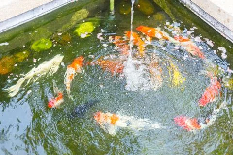 Carps in pond. Stock Photos