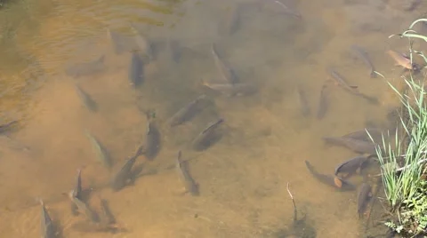 Carps in the river Видео 50824794
