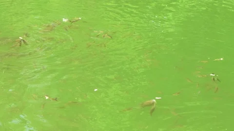 Carps in the river. Stock Footage 221931847