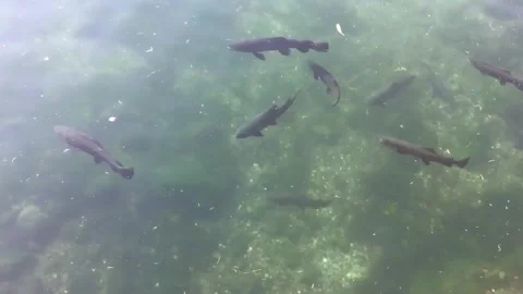 Carps swimming in a pool Stock Footage 256330487
