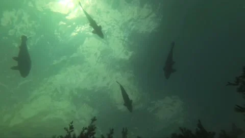 Carps from ultra low angle view in 4K Stock Footage 147084746