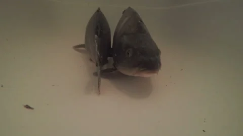 Carps underwater fast motion 動画素材 63421583