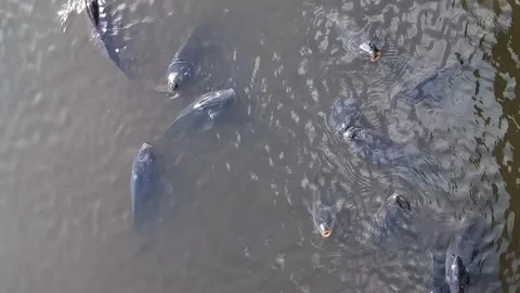 Carps in the water Stock Footage 94729125