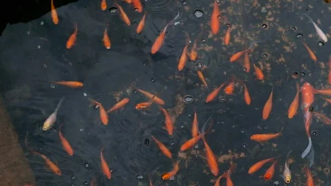 Carps in Water Stock Footage 101978763