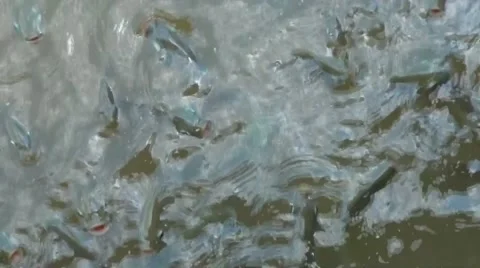 Carps on water surface Stock Footage 40519465