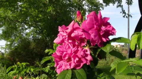 Carré Dubé Stock Footage 21937084