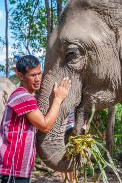 Carrer hugging elephant Stock Photos