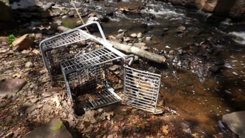CARRIAGE IN CREEK 스톡 동영상 194452705