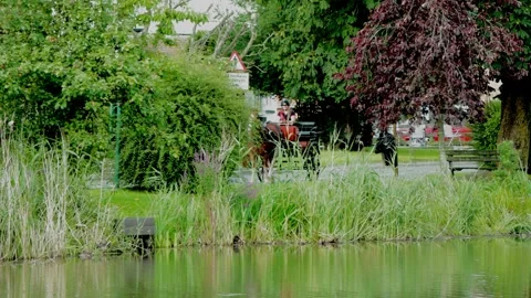 Carriage driving Stock Footage 247585264