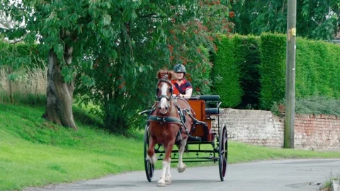 Carriage Trot Stock Footage 247585156