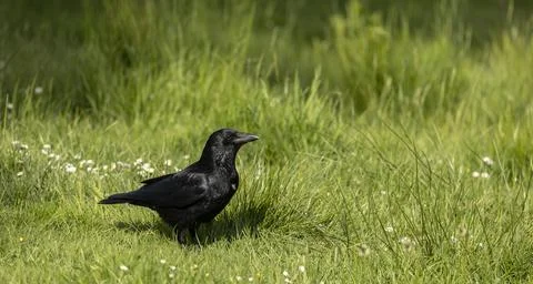 Carrian crow corvus corone foraging in the green spring grass Foto stock