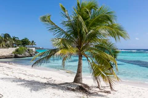 Carribbean Palm Tree Stock Photos