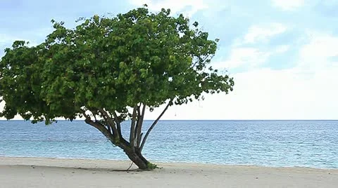 Carribean beach Stock Footage