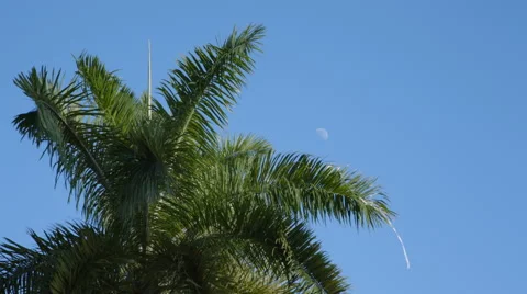 Carribean Palm Tree Stock Footage 47235204