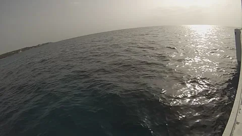 Carribean sailing dolphins Stock Footage 149055170