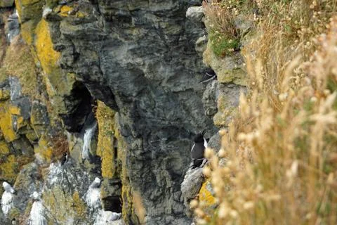 Carrick a Rede Island Stock Photos