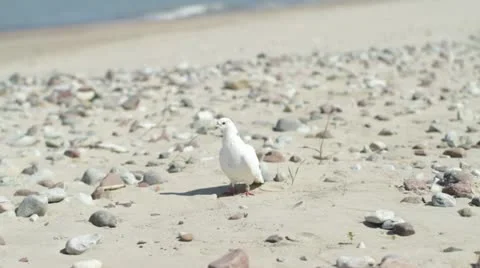 Carrier pigeon Stock Footage 11194629