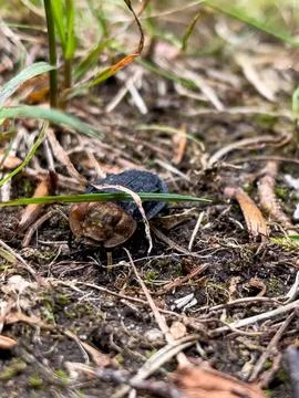 Carrion Beetle Crawling on the Forest Floor 스톡 사진