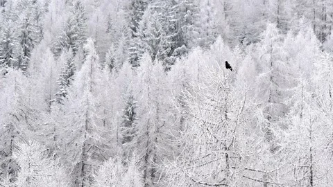 The carrion crow in Alpine forest (Corvus corone) Video stock 330390906
