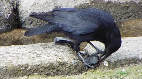 Carrion crow attacking and pecking turtle neck by the river Vol.01 Vidéo 337284938