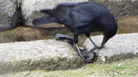 Carrion crow attacking and pecking turtle neck by the river Vol.02 Stock-Footage 337694858