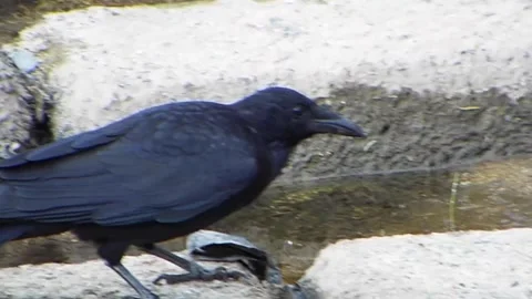 Carrion crow attacking and pecking turtle neck by the river Vol.03 Stock-Footage 337694875