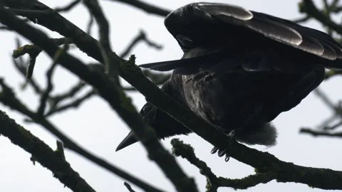 Carrion Crow Balancing on One Leg on Tree Branch - 4K Wildlife Slow Motion Stock Footage 336724491