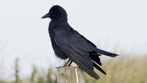 Carrion Crow bird on perch in seabird colony. sounds of seabirds. Stock Footage 118520985