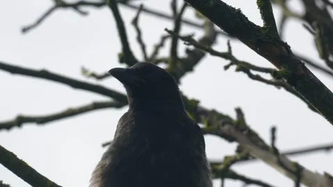 Carrion Crow Calling and Looking at Camera - 4K Wildlife Slow Motion Video stock 336724469