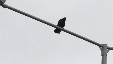 Carrion Crow Calling Vídeos de archivo 334870860