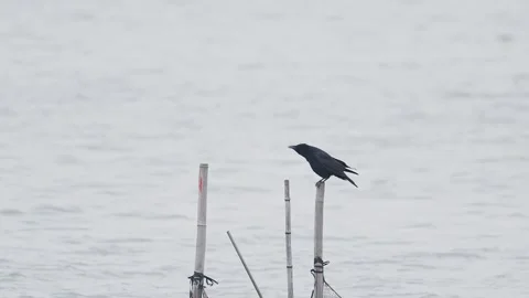 Carrion crow cawing (with voice) Stock Footage 336719675
