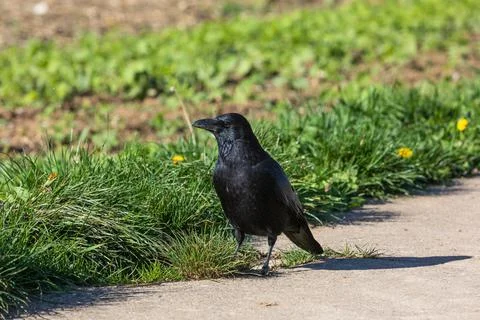 Carrion crow in close up Stock Photos
