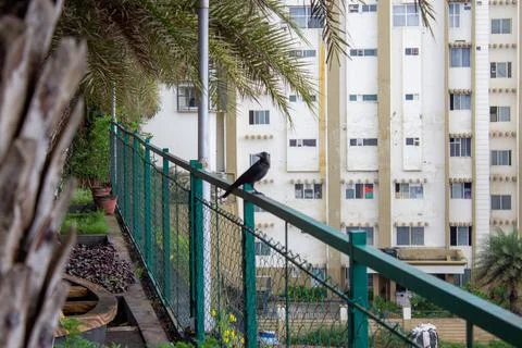 Carrion crow (Corvus corone) black bird in kottakkal, Kerala, India Stock Photos