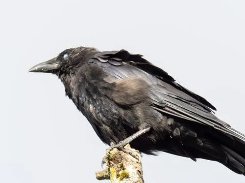 A Carrion Crow, Corvus corone blinking in Ambleside, English Lake District, U 写真素材