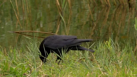 Carrion crow Corvus corone eating discarded flatfish at waters edge Stock Footage 82659006