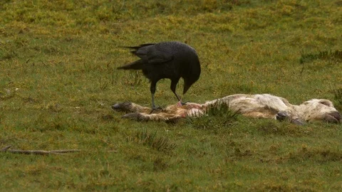 Carrion crow Corvus corone feeding from body cavity of dead lamb Video stock 87092846