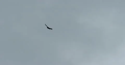 A Carrion Crow, Corvus corone mobbing a Eurasian Buzzard, Buteo buteo, Ambles Stock Footage 240226084